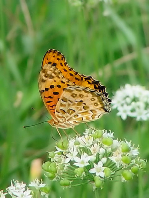 (4) c}OqE ij@s@J@Photo by Kohyuh@2003/09/19