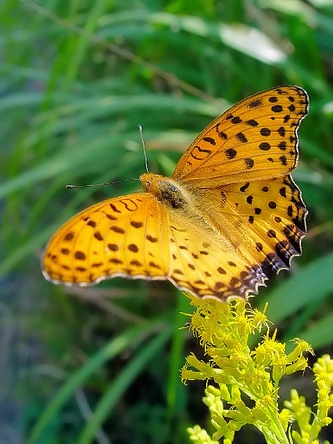 (3) c}OqE ij@s@J@Photo by Kohyuh@2008/10/04