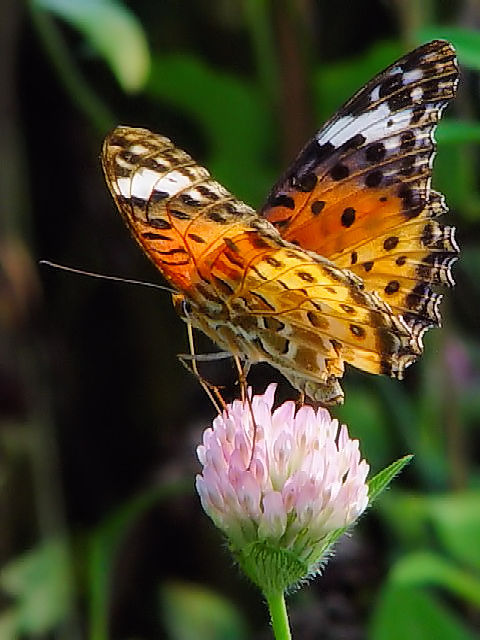 (1) c}OqE ij@s@J@Photo by Kohyuh@2003/08/02