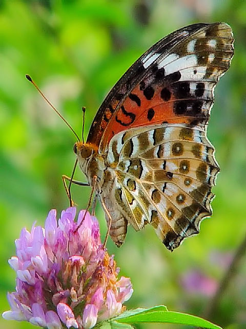 (2) c}OqE ij@s@J@Photo by Kohyuh@2003/08/02