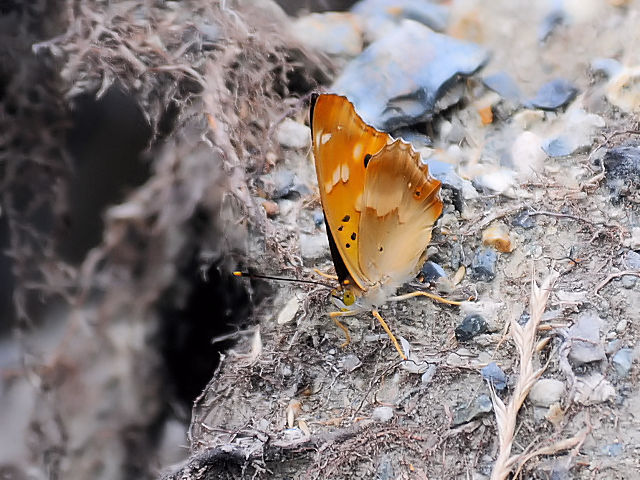 ① コムラサキ♀　琵琶湖さざなみ街道　滋賀県　2012/06/26　Photo by Kohyuh