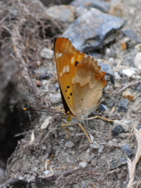 sRTLt@ʐ^̓NbNŊg傷