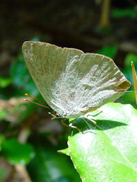 sEMVW~t@ʐ^̓NbNŊg傷