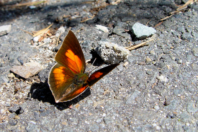 EMVW~ iRԁj@s@w@Photo by Kohyuh@2004/06/30