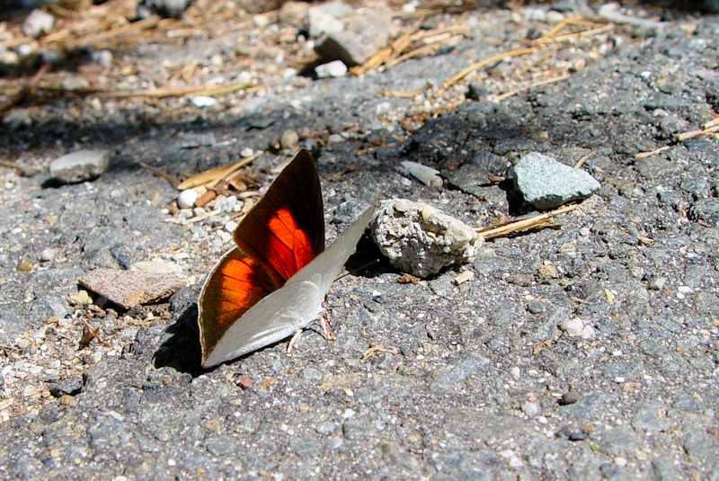 EMVW~ iRԁj@s@w@Photo by Kohyuh@2004/06/30