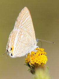 sEi~VW~t@ʐ^̓NbNŊg傷