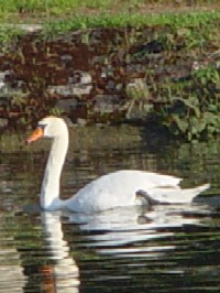 Vierzon_kobuhaktyo_thumb