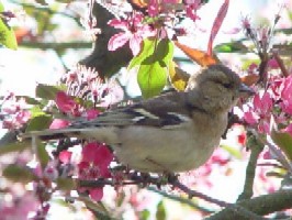 《ズアオアトリ》 写真はクリックで拡大する