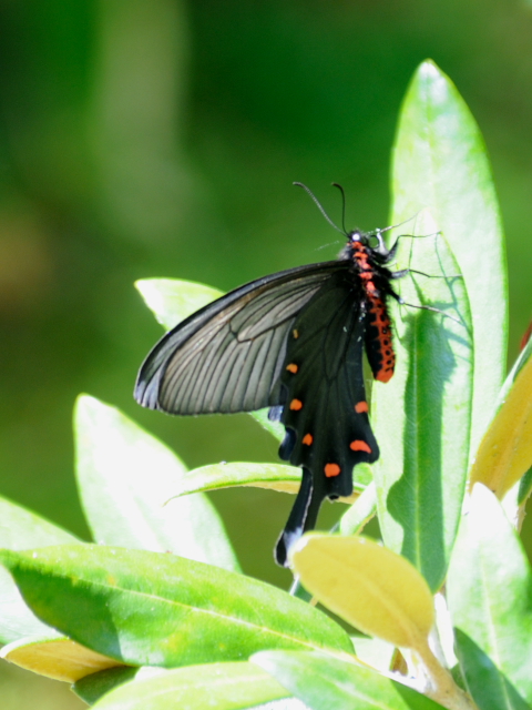 @ WREAQn @DÉ@PH@Photo by Kohyuh@2012/04/27