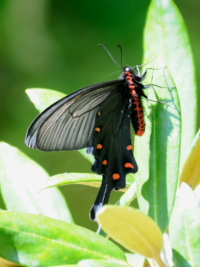 sWREAQnt@ʐ^̓NbNŊg傷