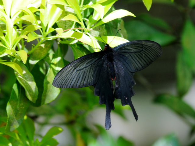 A WREAQn @DÉ@PH@Photo by Kohyuh@2012/04/27