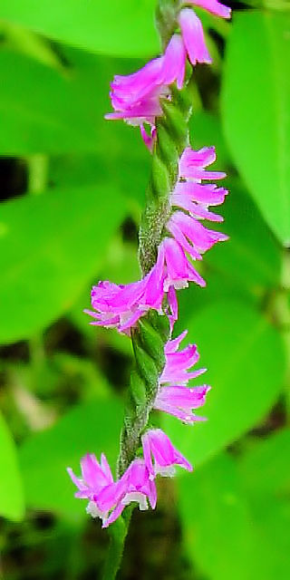 �A�@�Ԏp�@�����s�@���ԓ��뉀�@2004/06/27�@Photo by Kohyuh