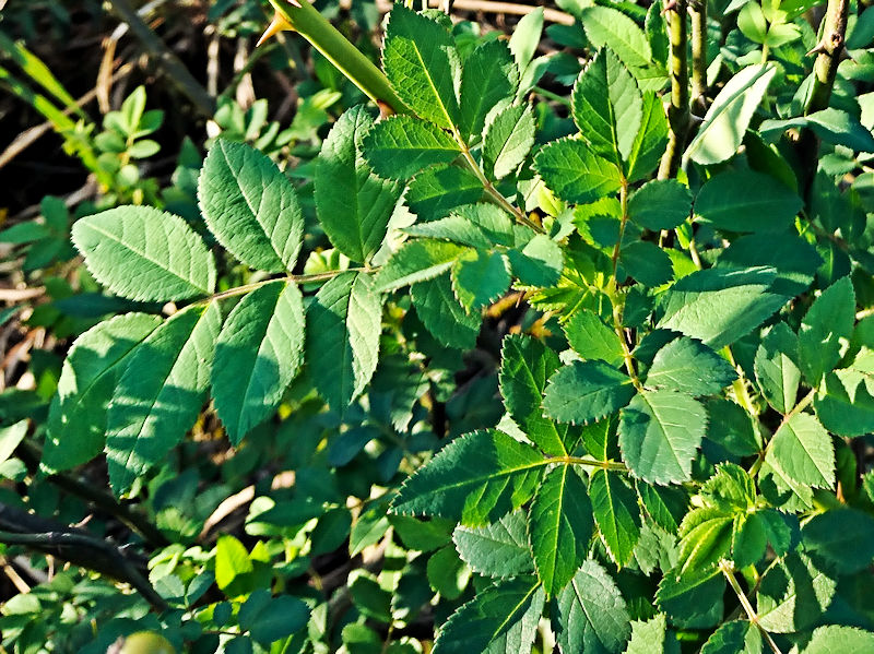 ノイバラ 葉姿 かわきた自然運動公園 八幡市 2018/11/10 Photo by Kohyuh ノイバラ 葉姿 かわきた自然運動公園 八幡市 2018/11/10 Photo by Kohyuh
