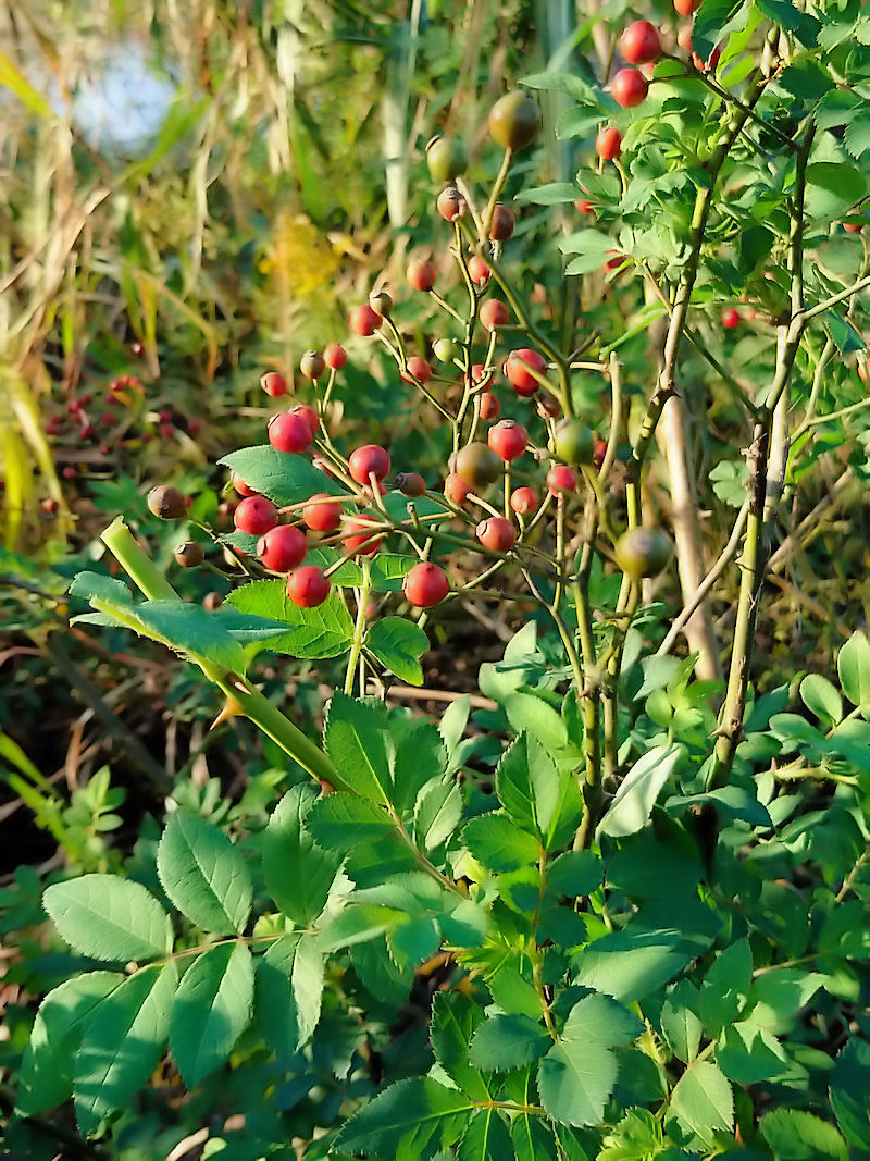 ノイバラ 実姿 かわきた自然運動公園 八幡市 2018/11/10 Photo by Kohyuh ノイバラ 実姿 かわきた自然運動公園 八幡市 2018/11/10 Photo by Kohyuh