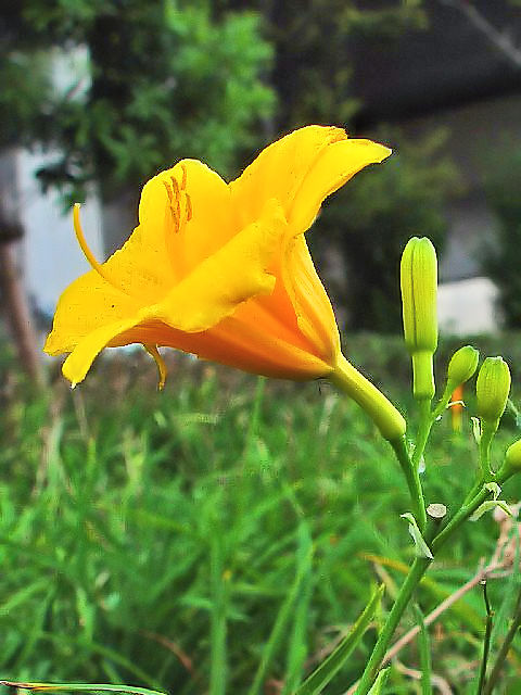 �@ �m�J���]�E �i�Ԏp�j�@���s�{�v��R���@��������c�@2007/10/03�@Photo by Kohyuh