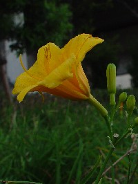 《ノカンゾウ》 写真はクリックで拡大する