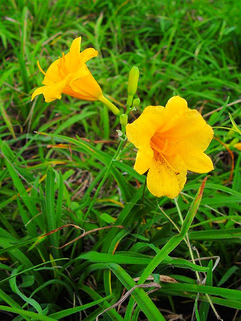 �A �m�J���]�E �i�����p�j<�@���s�{�v��R���@��������c�@2007/10/03�@Photo by Kohyuh