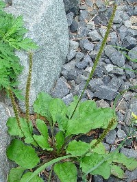 《オオバコ》　写真はクリックで拡大する