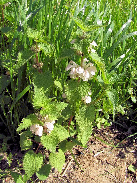 B オドリコソウ 花姿 枚方市 淀川左岸 2010/04/14 Photo by Kohyuh B オドリコソウ 花姿 枚方市 淀川左岸 2010/04/14 Photo by Kohyuh