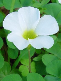 《オキザリス花姿》　写真はクリックで拡大する