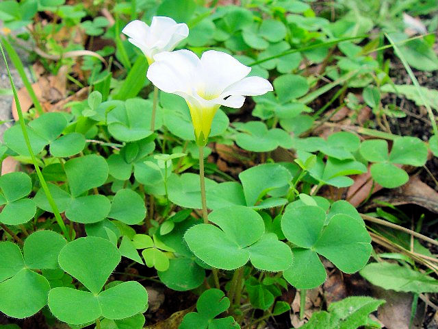 �@ �I�L�U���X�@�i�����p�j�@�����s�@�j�R�@2007/11/09�@Photo by Kohyuh