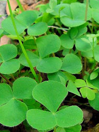 《オキザリス葉姿》　写真はクリックで拡大する