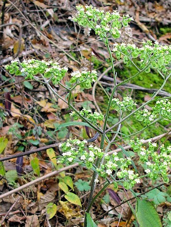 A オトコエシ 草姿 永源寺ダム近郊 Photo by Kohyuh 2004/11/07 A オトコエシ 草姿 永源寺ダム近郊 Photo by Kohyuh 2004/11/07