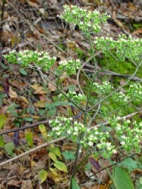 �s�I�g�R�G�V�t�@�N���b�N�Ŋg�傷��