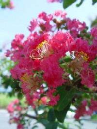 �s�T���X�x���t�@�N���b�N�Ŋg�傷��