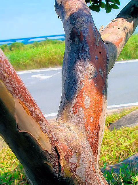 �C �T���X�x���@���p�@�@�����s�@�ؒÐ�@2007/08/26�@Photo by Kohyuh