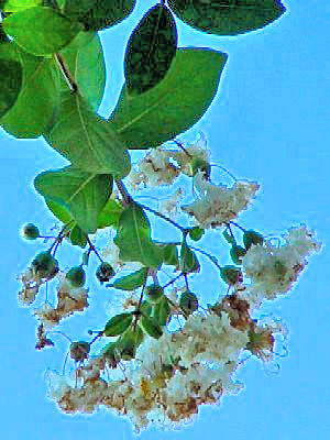 �T���X�x�� �i���ԁj�@�����s�@�j�R�@2007/08/24�@Photo by Kohyuh