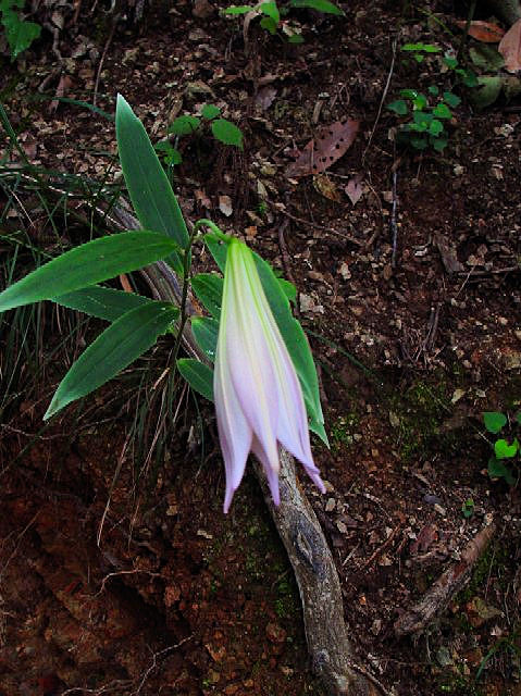 A ササユリ 開花 中池見 2004/06/06 Photo by Kohyuh A ササユリ 開花 中池見 2004/06/06 Photo by Kohyuh