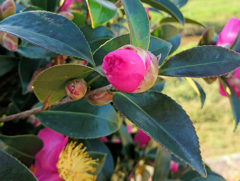 サザンカ (園芸種) 花姿(2態-2) 八幡市 大谷川 2018/12/25 Photo by Kohyuh サザンカ (園芸種) 花姿(2態-2) 八幡市 大谷川 2018/12/25 Photo by Kohyuh