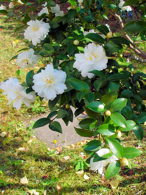 @ サザンカ (園芸種) 花姿 八幡市 男山 2007/11/24 Photo by Kohyuh @ サザンカ (園芸種) 花姿 八幡市 男山 2007/11/24 Photo by Kohyuh