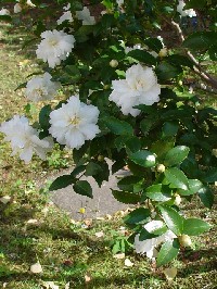 《サザンカ》　クリックで拡大する