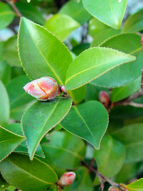 B サザンカ (園芸種) 花姿 八幡市 男山 2007/11/24 Photo by Kohyuh B サザンカ (園芸種) 花姿 八幡市 男山 2007/11/24 Photo by Kohyuh