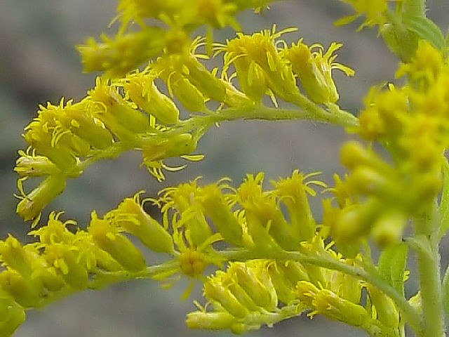 A セイタカアワダチソウ (頭状花の集まり) 八幡市 内里 2007/10/12 Photo by Kohyuh A セイタカアワダチソウ (頭状花の集まり) 八幡市 内里 2007/10/12 Photo by Kohyuh