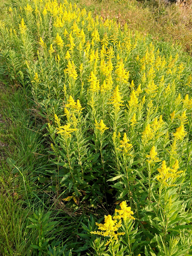 セイタカアワダチソウ (群生) 船橋川 枚方市 2018/12/01 Photo by Kohyuh セイタカアワダチソウ (群生) 船橋川 枚方市 2018/12/01 Photo by Kohyuh