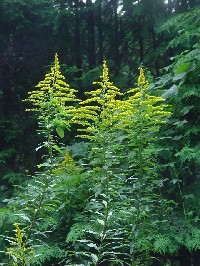 《セイタカアワダチソウ》 写真はクリックで拡大する 《セイタカアワダチソウ》 写真はクリックで拡大する