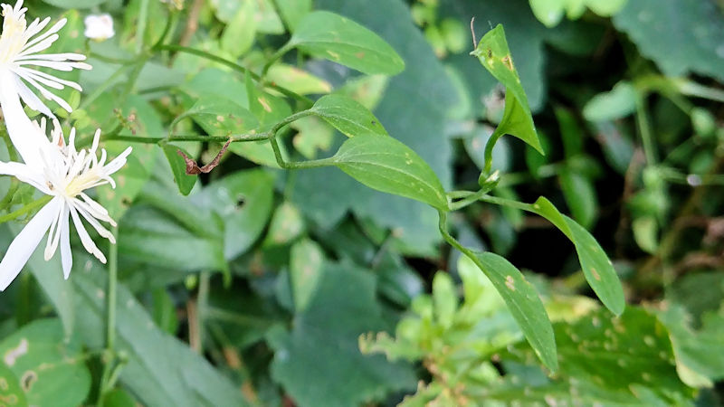センニンソウ 葉姿 かわきた運動公園 八幡市 2020/09/22 Photo by Kohyuh センニンソウ 葉姿 かわきた運動公園 八幡市 2020/09/22 Photo by Kohyuh