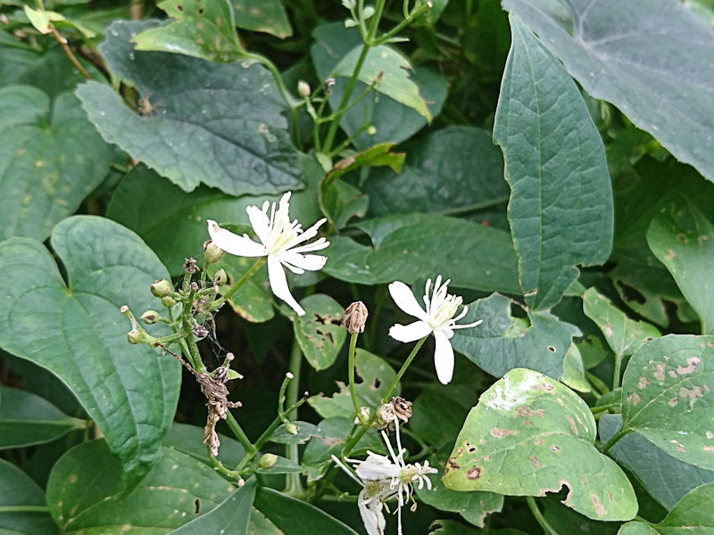 センニンソウ 花姿 かわきた運動公園 八幡市 センニンソウ 花姿 かわきた運動公園 八幡市