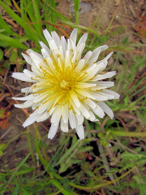 @ シロバナタンポポ 花姿 桂川左岸 京都市 Photo by Kohyuh 2011/04/02 @ シロバナタンポポ 花姿 桂川左岸 京都市 Photo by Kohyuh 2011/04/02