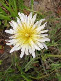 �s�V���o�i�^���|�|�t�@�ʐ^�̓N���b�N�Ŋg�傷��