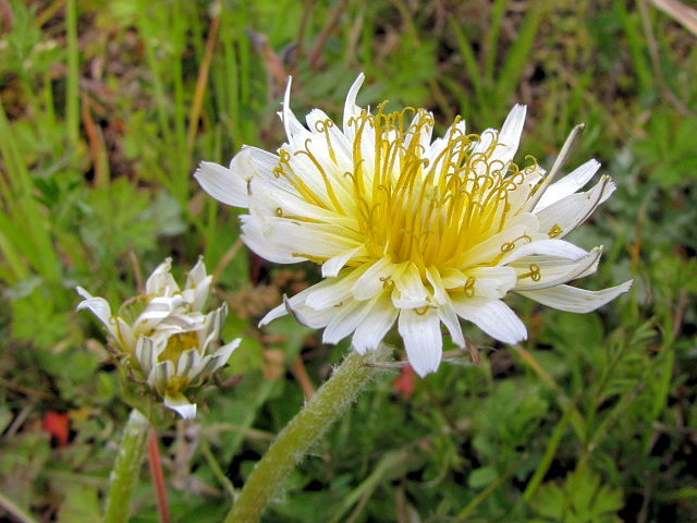 A シロバナタンポポ 花姿 桂川左岸 京都市 Photo by Kohyuh 2011/04/02 A シロバナタンポポ 花姿 桂川左岸 京都市 Photo by Kohyuh 2011/04/02