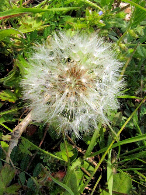 B シロバナタンポポ 綿毛(果実) 桂川左岸 京都市 Photo by Kohyuh 2011/04/02 B シロバナタンポポ 綿毛(果実) 桂川左岸 京都市 Photo by Kohyuh 2011/04/02