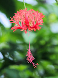 �s�t�E�����u�b�\�E�Q�t�@�ʐ^�̓N���b�N�Ŋg�傷��