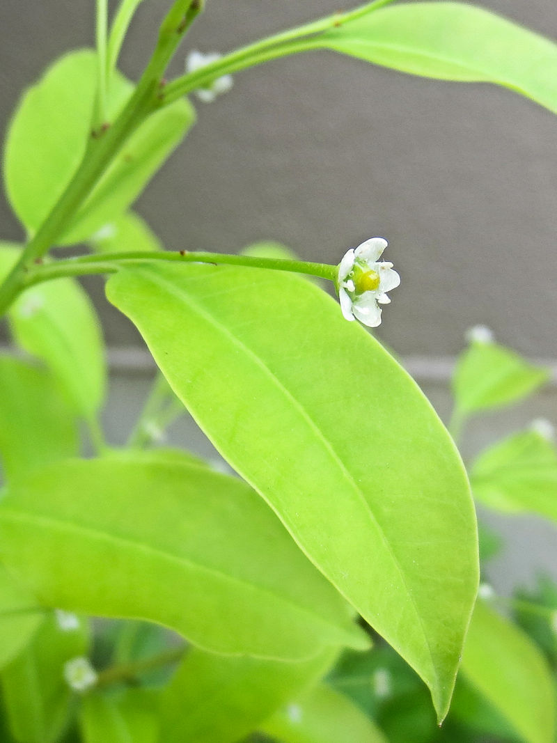 ソヨゴ 葉姿 団地の花木 八幡市 2019/05/31 Photo by Kohyuh ソヨゴ 葉姿 団地の花木 八幡市 2019/05/31 Photo by Kohyuh