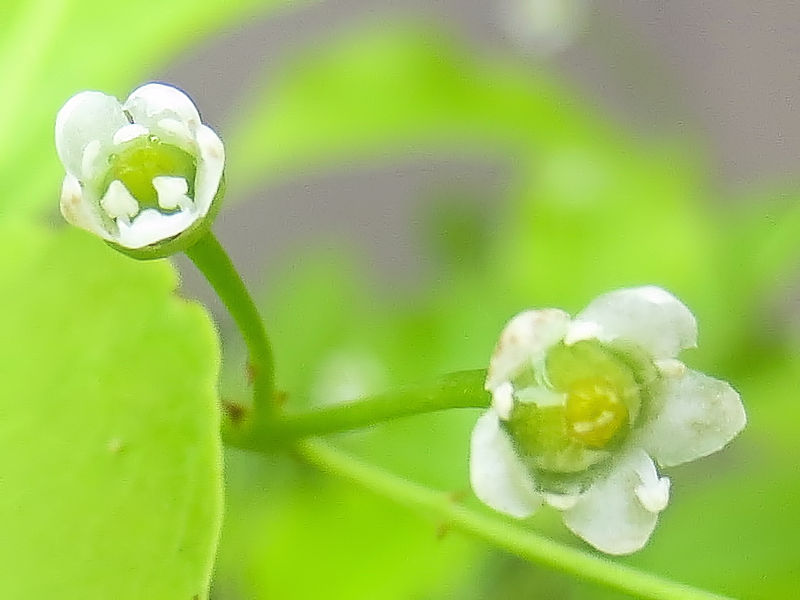 ソヨゴ 花姿(雌花) 団地の花木 八幡市 2019/05/31 Photo by Kohyuh ソヨゴ 花姿(雌花) 団地の花木 八幡市 2019/05/31 Photo by Kohyuh