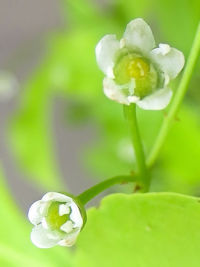 �s�\���S�t�@�ʐ^�̓N���b�N�Ŋg�傷��