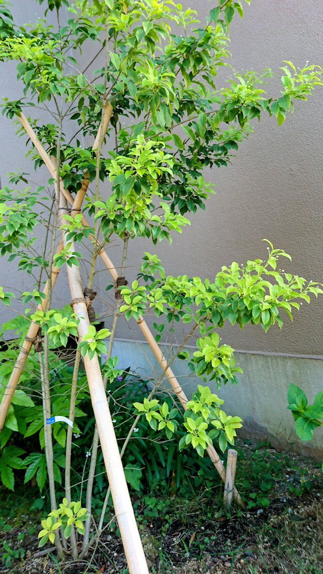ソヨゴ 立ち姿 団地の花木 八幡市 2019/05/31 Photo by Kohyuh ソヨゴ 立ち姿 団地の花木 八幡市 2019/05/31 Photo by Kohyuh